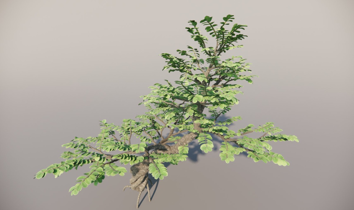 植物模型素材|乔木|绒毛槐_9.1MB_vol.001