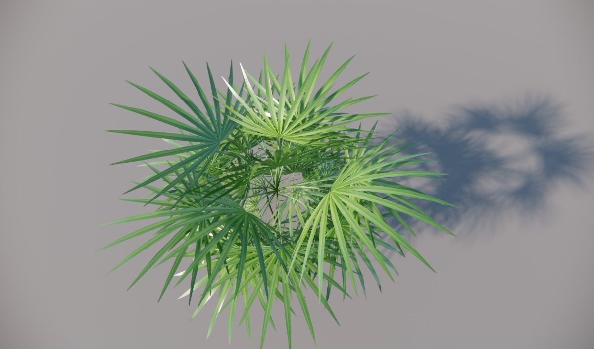 植物模型素材|灌木02|棕竹_1.29MB_vol.002